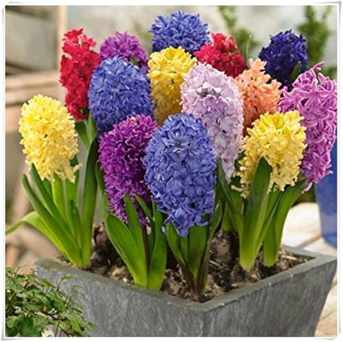 Winterhart Hyazinthe Rhizome,Winterhart, Robust, Kompakt, Frische, Strahlend-4 Rhizome