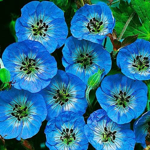Semillas de geranio, geranio azul Buxton 50 semillas de flores grandes todas Copyright Idahoseeds