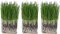 The Cat Ladies 3er Set Katzengras Samen - Gras Anzuchtset für Katzen - Gras zum Fressen für die Katze - 3x Katzengrassamen Set - Katzengras für Balkon und Wohnung