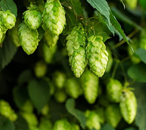 100 Samen Hopfen, Klettergerüst, Humulus Lupulus – Bier – bäuerliche Saatgut