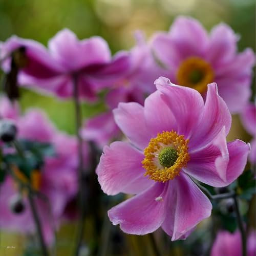 Anemonen Zwiebeln,winterharte pflanzen,pflegeleichte,schöne und gesunde Zwiebeln,geeignet für Gärten,Balkone,farbenfrohe Blumen,Töpfe und Terrassen,pflanzkorb blumenzwiebeln.-10zwiebeln-E