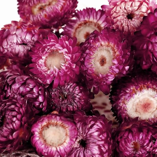 SSyang 120 Köpfe Chrysanthemenblüten aus Getrocknetem Stroh, echte Gänseblümchen Sonnenblumen Trockene Blumenköpfen, Kunsthandwerk Blumendekor, für Boho-Zuhause, Brautfenster,Lila (100g)
