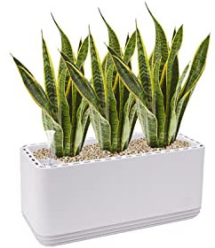 AIRY System L inkl. 3 Bogenhanfe & Airy Base Substrat • Natürlicher Luftreiniger eliminiert Schadstoffe, Allergene & Gerüche • Für Räume mit ca. 30qm • Made in Germany, 3302-613 antikweiss