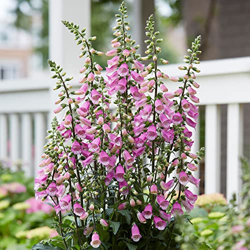 Digitalis Panther - Foxglove | Outdoor Potted Perennial Plants Garden Ready (15-25cm Incl. Pot)