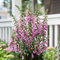 Digitalis Panther - Foxglove | Outdoor Potted Perennial Plants Garden Ready (15-25cm Incl. Pot)
