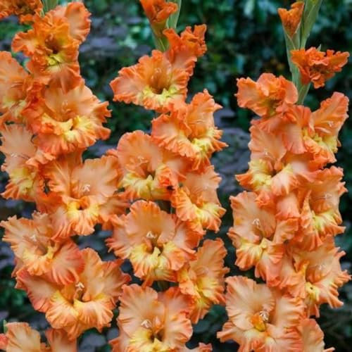 Gladiolenknolle-Winterhart MehrjäHrig,Gladiolen Zwiebeln Winterhart,Gladiolen Knollen,Gladiolen Zwiebel,Gladiolen Blumenzwiebeln,Gladiolen Zwiebeln Mix,Bonsai Pflanze-15zwiebeln-e