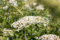 Buddleja 'White Chip' 60-100 cm - Zwerg-Schmetterlingsflieder, weiße Blüten, Blütezeit Juni-September, kompakt, bienenfreundlich, pflegeleicht