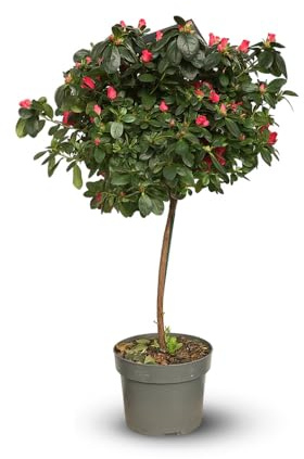 Attitude Jardin Azalee Indica Stängel, Zimmerpflanze, 70-80 cm, ⌀ 19 cm, rote Blume