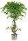 Leaf Realistic Artificial Japanese Fruticosa Ficus Tree, Twisted Silver, 120cm (4ft)