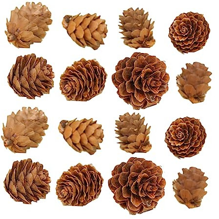 Abaodam 100 STK Songhwa-Foto-Requisiten Rustikale Tannenzapfen Künstliche Tannenzapfen Gefälschte Tannenzapfen Frosted Pine Cones Schnee Tannenzapfen Hölzern Künstliche Kiefer Schüttgut