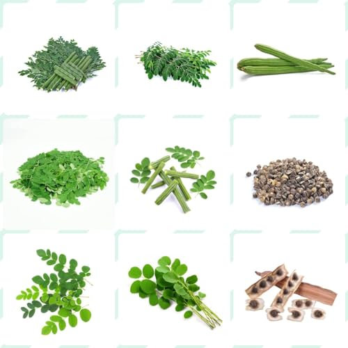 35 pcs moringa baum pflanze kaufen samen - kräuter pflanzen bonsai topf baumsamen,Moringa oleifera, alte gemüsesorten samen pflanzensamen bäume wildkräuter samen kleines geschenk