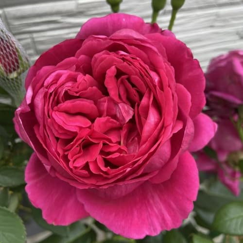 Duftende Hybride Strauchrosen(Rosenrhizom) - Winterhart Rosen und doppelfarbig-1Wurzel-B