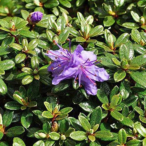 Rhododendron Impeditum 20-30 cm en conteneur