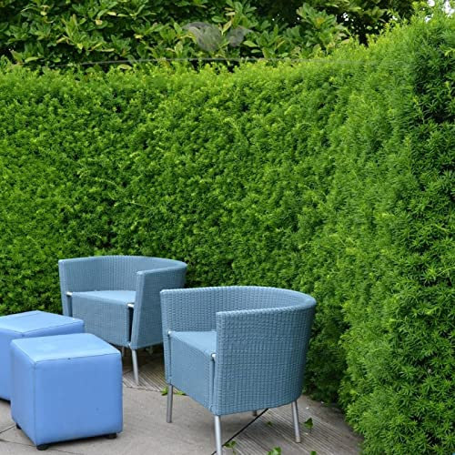 Gardline - Taxus media Hicksii 80-100 cm. 3-200 Eiben mit roten Beeren. Sichtschutz Hecke - 14 St. (ca. 4,5 Meter)
