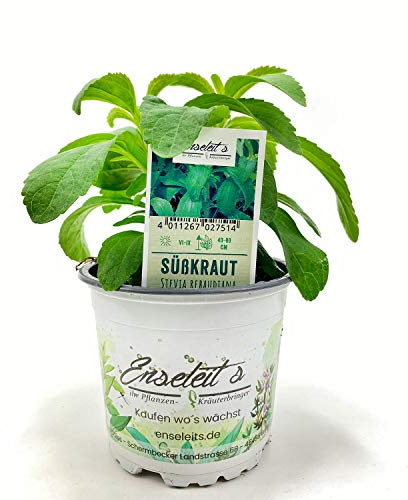 Stevia Pflanze - Süßkraut - Stevia Rebaudiana aus Nachhaltigem Anbau