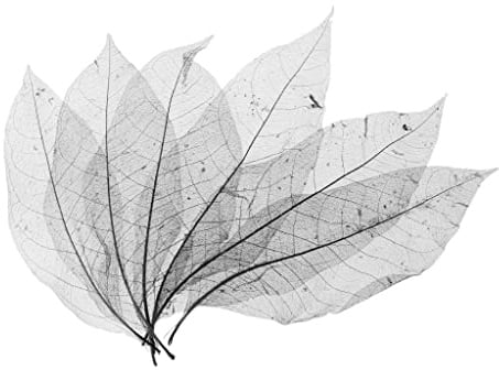 SM SunniMix 50Pcs Black Magnolia Skeleton Leaf Rubber Tree Leaves Artificial Leaves Crafts Cards Scrapbooks DIY Handmade Embellishments Decoration Arts