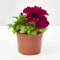 Verdecora Petunia | Planta natural de exterior | Flores con forma de trompeta | Perfecta para balcón, terraza o jardín (Maceta de 11cm)
