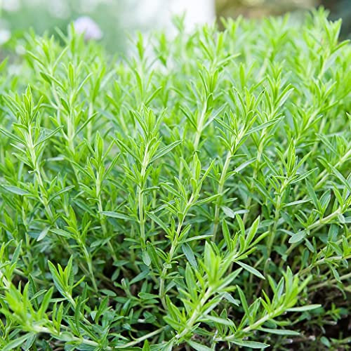 100 Semillas de Estragón (Artemisia Dracunculus) Verde