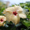 Gelb Hibiskus Pflanze/Hibiskus Samen 250stüCk Hibiskus Pflanze Winterhart Strauch Blumensamen Gastgeschenk Kletterpflanzen Winterhart Zimmerpflanzen Samen
