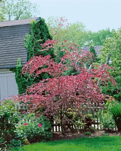 Fagus sylvatica 'Tricolor' 150-175 cm - Rotbuchen, dreifarbige Blätter, ideal für Hecken und Solitärpflanzungen, winterhart, pflegeleicht