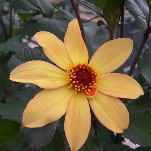 Dahlia Bishop of York | Plug Plant | Perennial