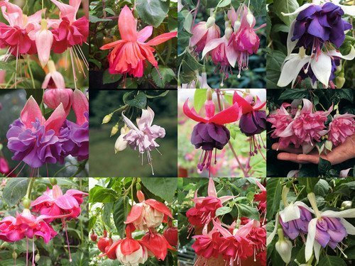 Pack x12 Trailing Fuchsia 'Mixed Varieties' Garden Plug Plants South Eastern Horticultural