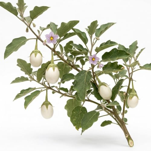60 White Egg Eggplant Seeds - SemiSauvage Permaculture
