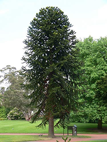 Tree Seeds Online - Araucaria Araucana - Monkey Puzzle.3 Seeds 1 Pack