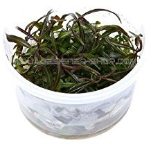 Hygrophila 'Araguaia' - In-Vitro - Plantes d'aquarium