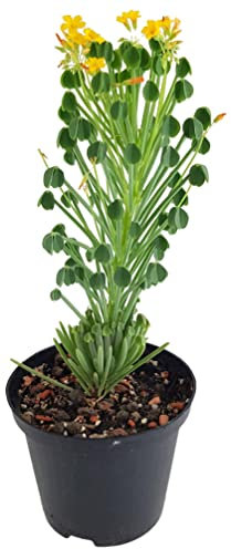 Fangblatt - Oxalis herrerae - sukkulenter Klee mit gelben Blüten - außergewöhnliche Zimmerpflanze