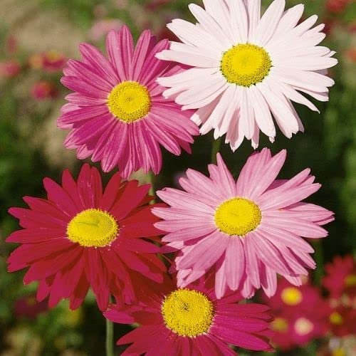 Gaillardia - Grandiflora Hybrid Mixed Seeds - Large Daisy Like Flowers