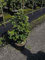 Ginkgo biloba Simon - Fächerblattbaum - Urzeit Baum - Bonsai Ginko - 50-60