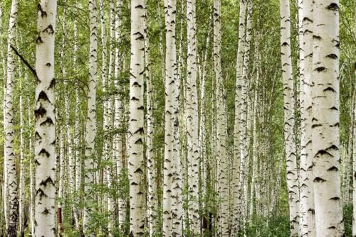 A.S. Création Wallpaper Birch Forest 3.75 m x 2.50 m - WALLLOVE Wallpaper Birch Forest in Cream, Green incl. Glue - DD129576