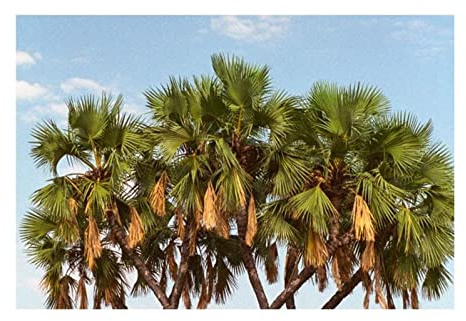 Pcs - 10x Hyphaene Thebaica Doumpalme Jardin Plantes - Graines ID410 - Seeds & Plants Shop by Ipsa