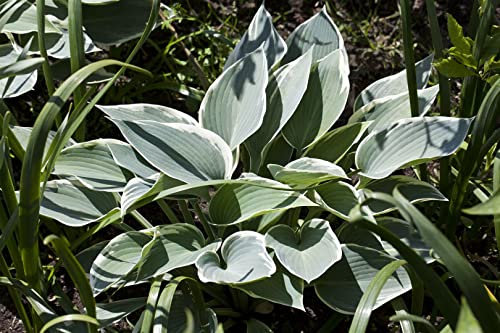 Hosta x tardiana 'El Nino' ca. 11x11 cm Topf - Blaublatt-Funkie, blaugrüne Blätter mit weißem Rand, ideal für schattige Standorte, pflegeleicht und winterhart