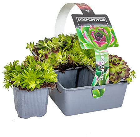 Bloomique - Lot de 6 - Sedum Mix - Orpin - Plantes de jardin - Résistante au gel - Couvre-sol - Hauteur 8-12 cm - Pot 7 cm
