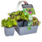 Bloomique - 6er-Mix - Sedum-Mischung - Hauswurz - Gartenpflanzen - Winterhart - Bodendecker - Höhe 8-12 cm - Topf 7 cm