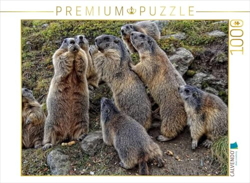 CALVENDO Puzzle Rasselbande. Verspielte Murmeltiere in SAAS Fee | 1000 Teile Lege-Größe 64 x 48 cm Foto-Puzzle für glückliche Stunden