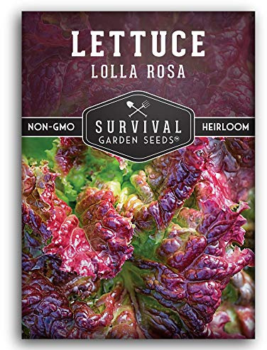 Lolla Rossa Lettuce Seeds for Planting - Red Leaf Lettuce Seeds for Garden Growing, Heat Tolerant Cut-and-Come-Again Heirloom Non-GMO Variety - Survival Garden Seeds (1 Pack)