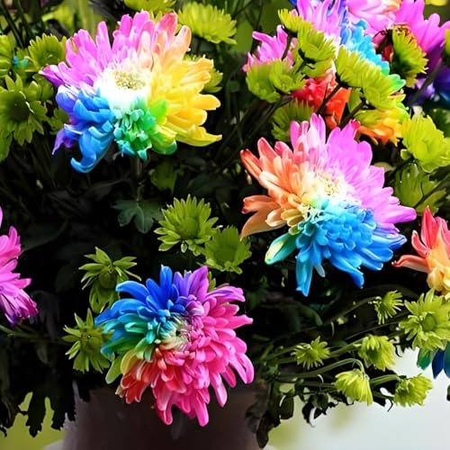 100PCS Gemischte Regenbogen Chrysanthemen Samen: Farbenfrohe Blüten für Garten, Balkon & Terrasse, ganzjährige Aussaat, pflegeleicht