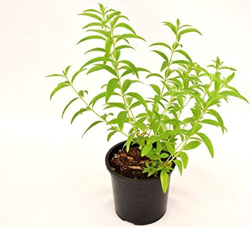 Pianta di Citronella Vaso 14cm
