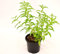 Planta citronela Jarrón 14 cm