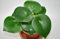 Pilea peperomioides Glückstaler Ufopflanze Chinesischer Geldbaum,große Pflanzen