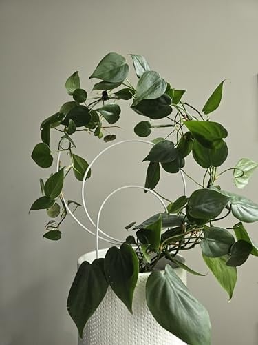 LEAFLO Sunshine Rankhilfe für Zimmerpflanzen 48 cm | Weiß | Metall - Pflanzenstütze - Rankgitter - Blumengitter | Innenraum Dekoration | Für Pflanzenliebhaber