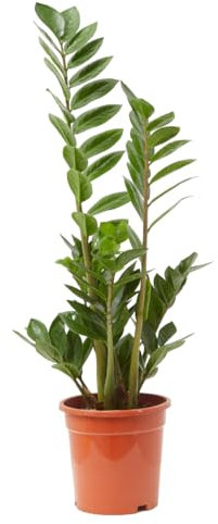 Verdecora Zamioculca en maceta Ø17cm | Zamioculcas zamiifolia | Planta de Interior y Exterior | Hojas Verdes y Brillantes | Fácil cuidado | Ideal para Decoración y Jardinería