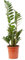 Verdecora Zamioculca en maceta Ø17cm | Zamioculcas zamiifolia | Planta de Interior y Exterior | Hojas Verdes y Brillantes | Fácil cuidado | Ideal para Decoración y Jardinería