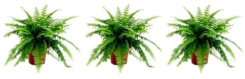 Pack de 3 plantas naturales Nephrolepsis, Helecho de Boston, 20-30 cm. Helechos con frondas verdes arqueadas, ideal para decoración y purificación. Segura Garden.