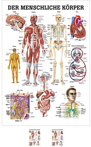 Sport-Tec Der menschliche Körper Mini-Poster Anatomie 34x24 cm medizinische Lehrmittel