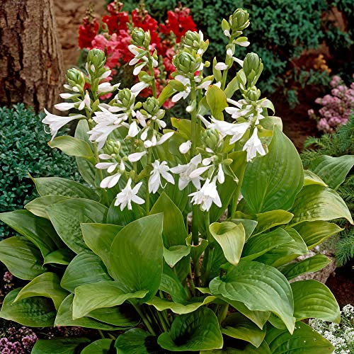1 x Hosta Royal Standard – Highly Fragrant, Funnel Shaped Blooms – Summer Flowering Bulb – Perennial – for Your Beautiful Garden