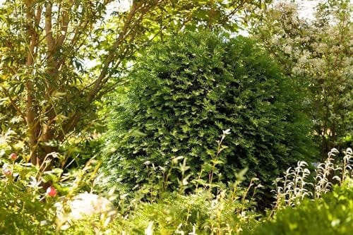 Eibe 'Hessei' 80-100 cm Topf Taxus baccata Heckenpflanze immergrün